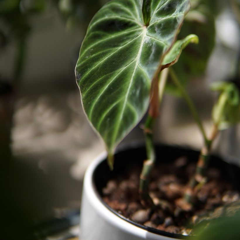 Silkkiköynnösvehka - Philodendron verrucosum (Lehvistö)