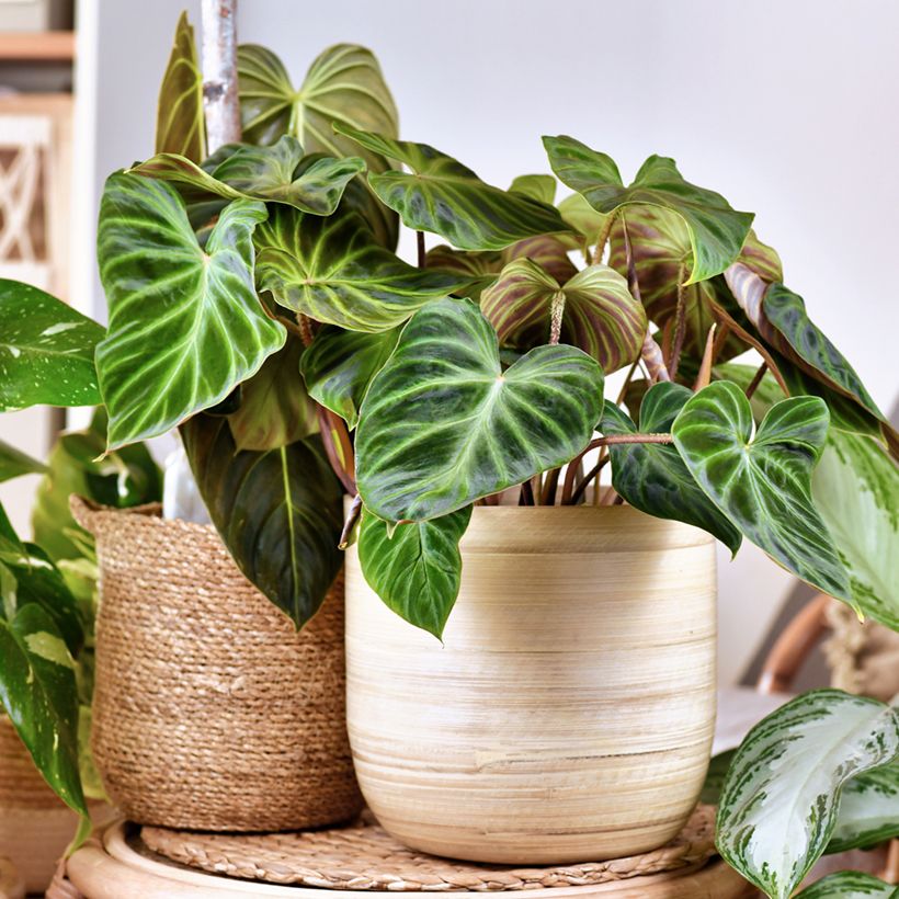 Silkkiköynnösvehka - Philodendron verrucosum (Kasvutapa)