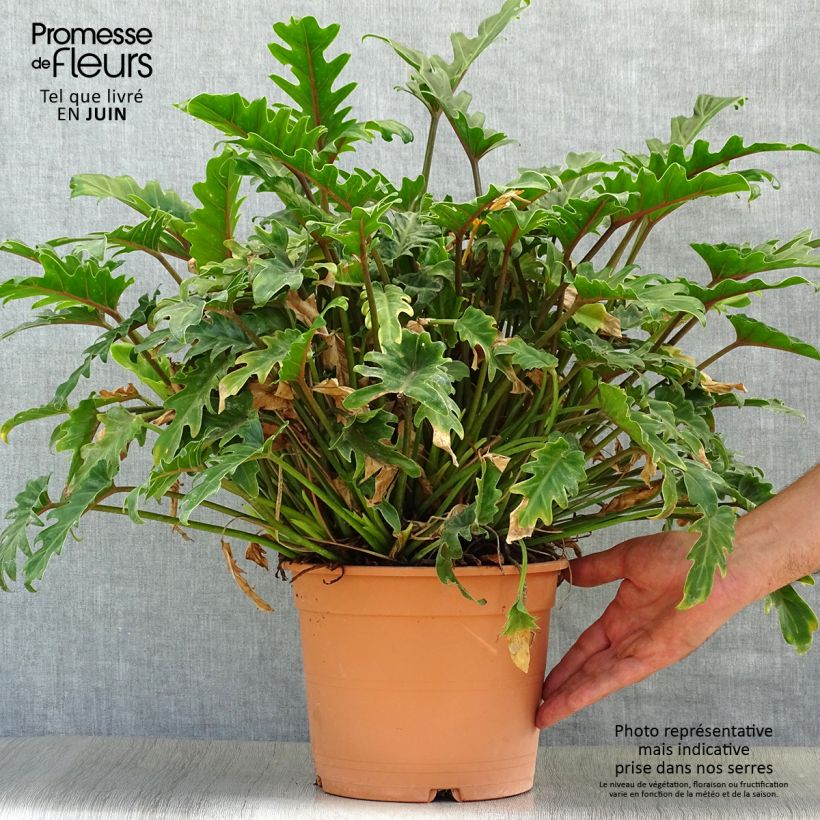 Esimerkki kesällä toimitetusta Köynnösvehka - Philodendron xanadu Pot de 3L/4L-taimesta