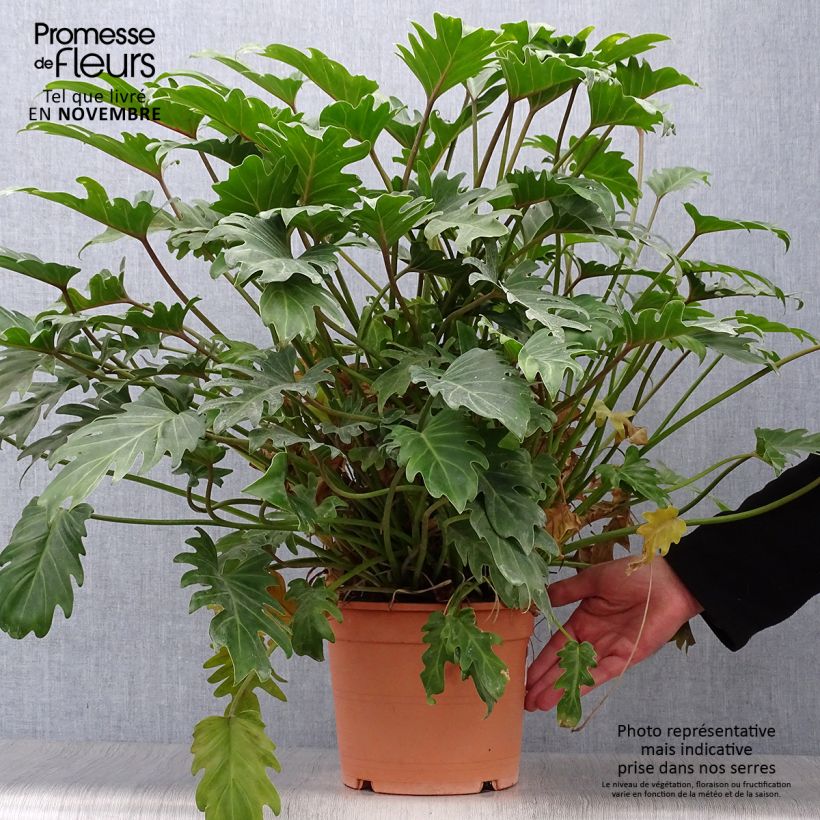 Esimerkki syksyllä toimitetusta Köynnösvehka - Philodendron xanadu 3 litran/4 litran ruukku-taimesta
