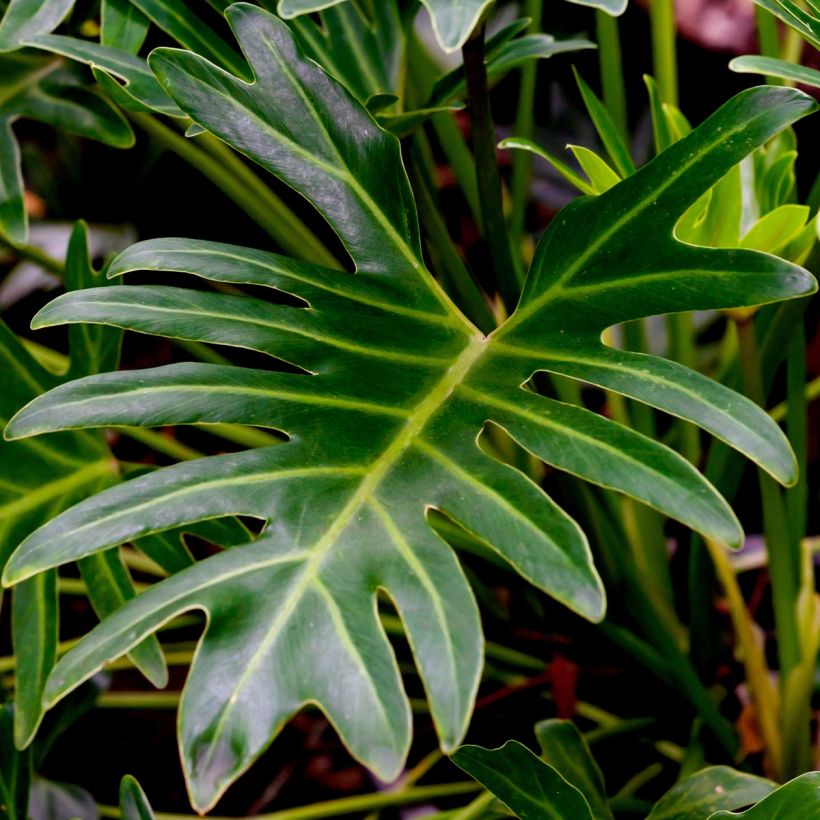 Köynnösvehka - Philodendron xanadu (Lehvistö)