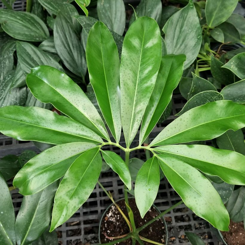 Köynnösvehka - Philodendron goeldii (Lehvistö)