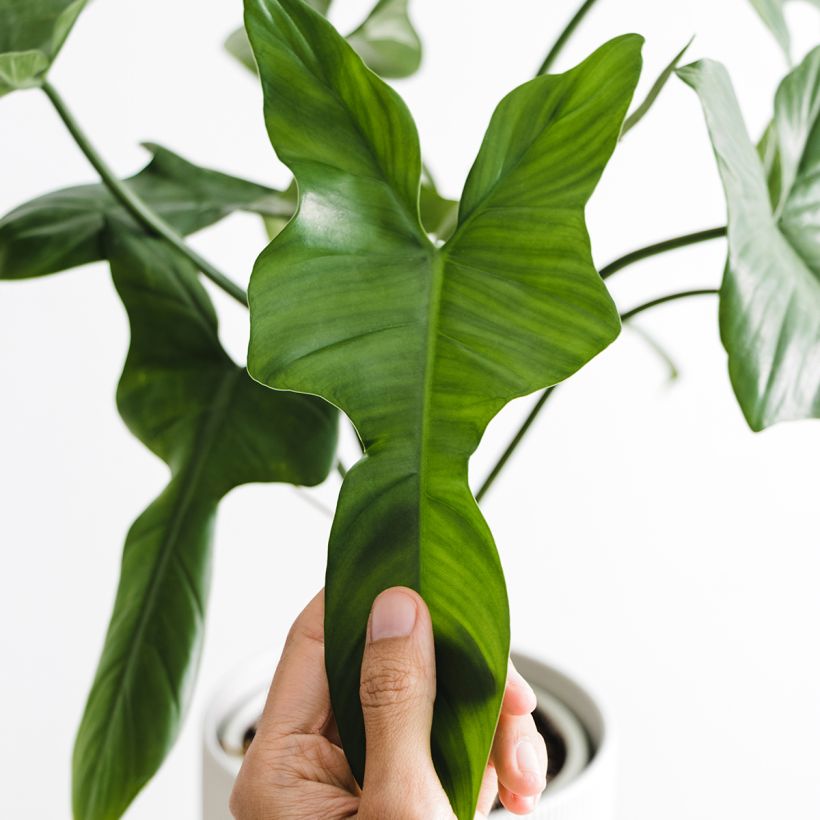 Köynnösvehka - Philodendron longilobatum (Lehvistö)