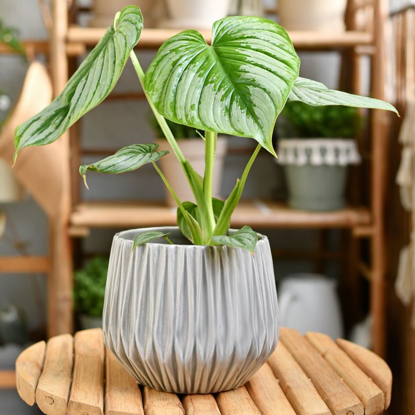 Köynnösvehka - Philodendron mamei (Kasvutapa)