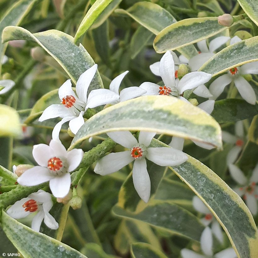 Eriostemon myoporoides Gold Touch (Kukinta)