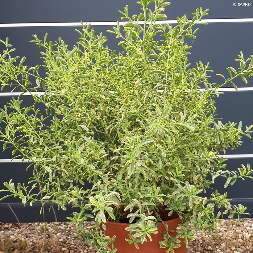 Eriostemon myoporoides Gold Touch (Kasvutapa)