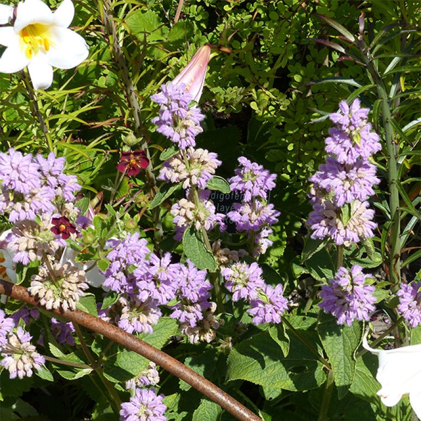 Kashmirinpaloyrtti - Phlomis cashmeriana (Kukinta)