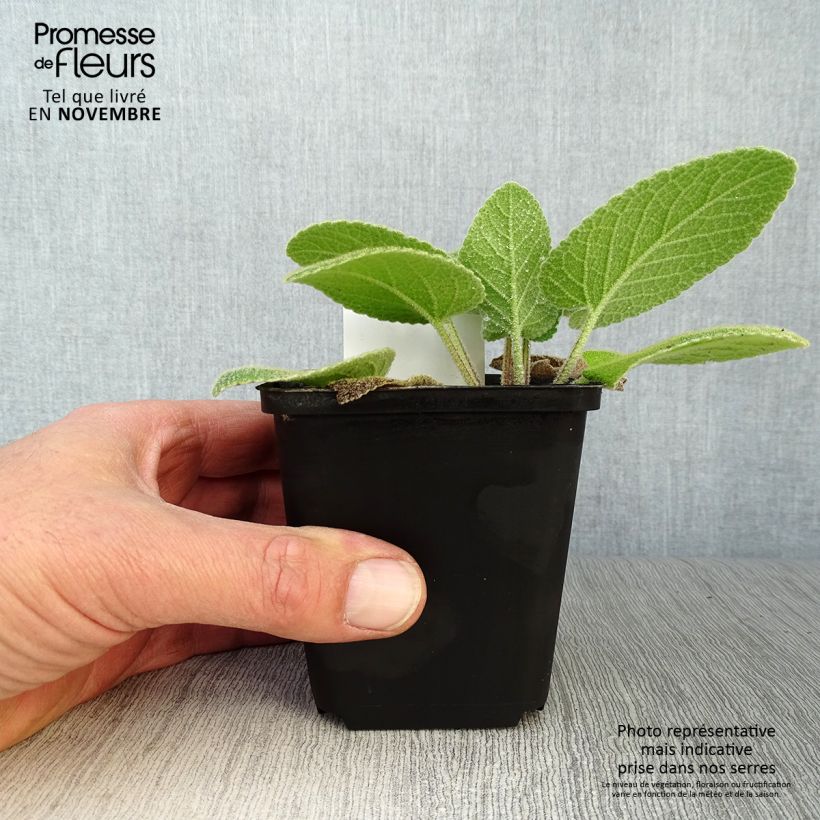 Esimerkki syksyllä toimitetusta Anatolianpaloyrtti - Phlomis russeliana 8/9 cm taimiruukku-taimesta