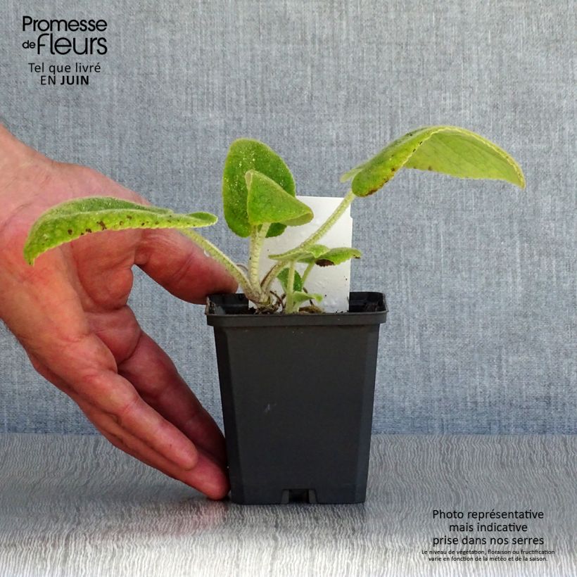 Esimerkki kesällä toimitetusta Anatolianpaloyrtti - Phlomis russeliana Godet de 8/9 cm-taimesta