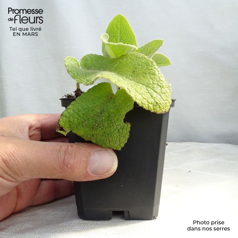 Example of Anatolianpaloyrtti - Phlomis russeliana Godet de 8/9 cm as you get in printemps