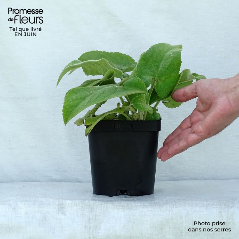Esimerkki kesällä toimitetusta Anatolianpaloyrtti - Phlomis russeliana Pot de 2L/3L-taimesta