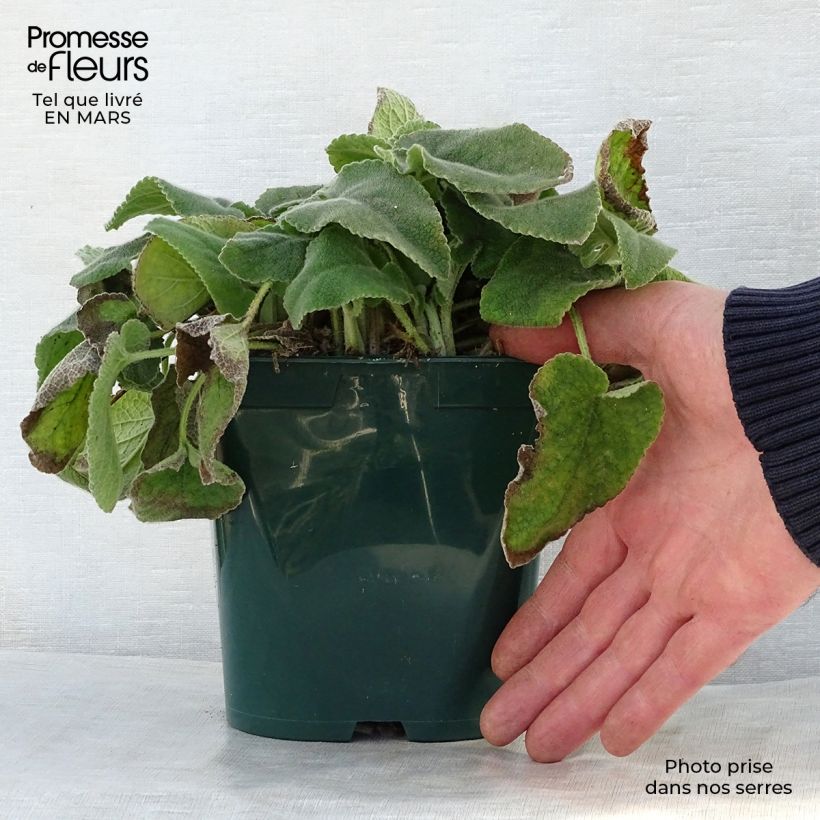 Example of Anatolianpaloyrtti - Phlomis russeliana Pot de 2L/3L as you get in printemps
