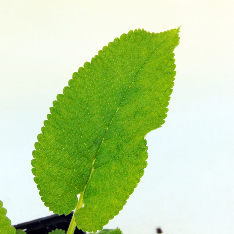 Kashmirinpaloyrtti - Phlomis cashmeriana (Lehvistö)