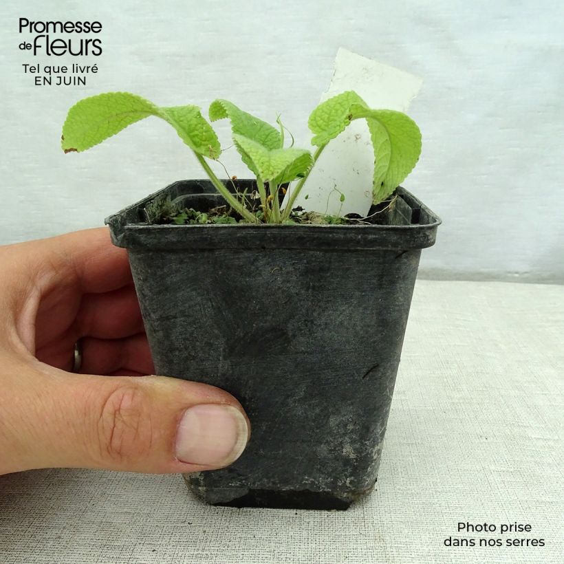 Esimerkki kesällä toimitetusta Kashmirinpaloyrtti - Phlomis cashmeriana Godet de 8/9 cm-taimesta