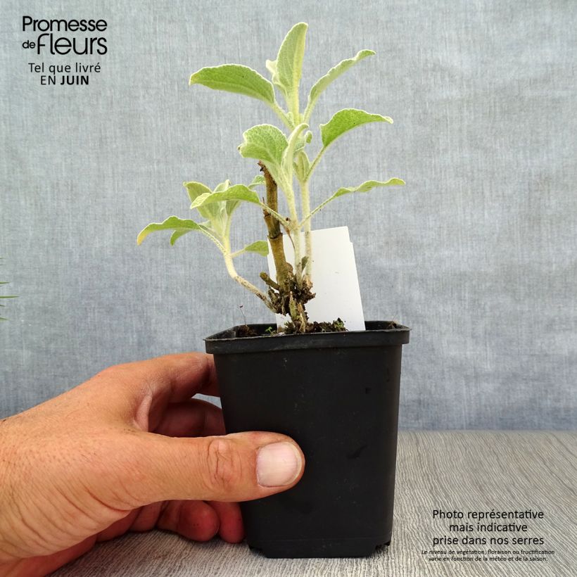 Esimerkki kesällä toimitetusta Pensaspaloyrtti - Phlomis fruticosa Godet de 8/9 cm-taimesta