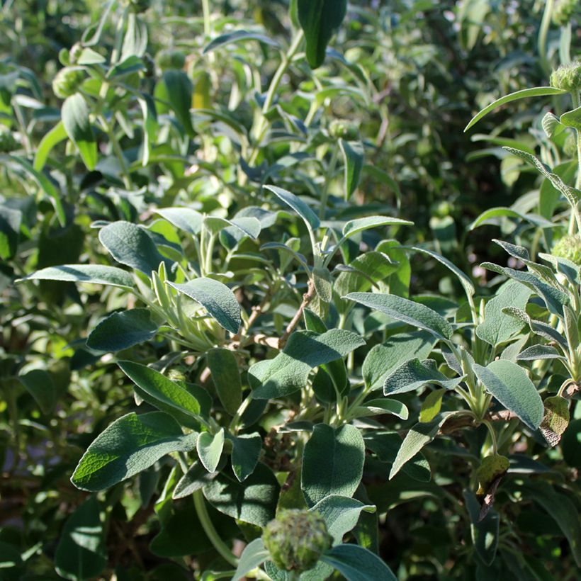 Pensaspaloyrtti - Phlomis fruticosa (Lehvistö)