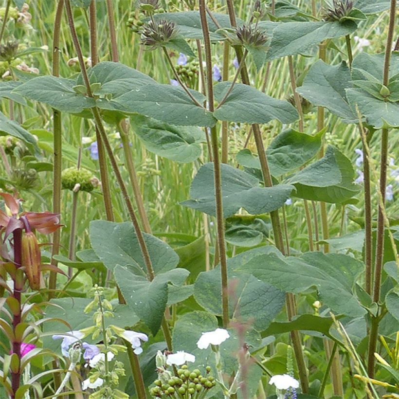 Paloyrti - Phlomis samia (Lehvistö)
