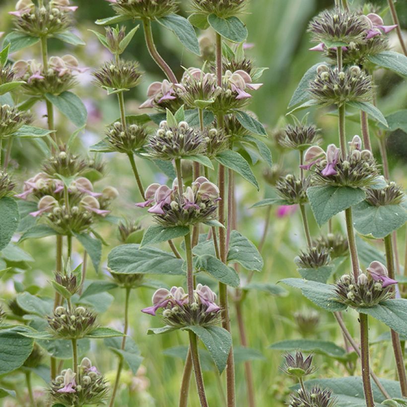 Paloyrti - Phlomis samia (Kukinta)