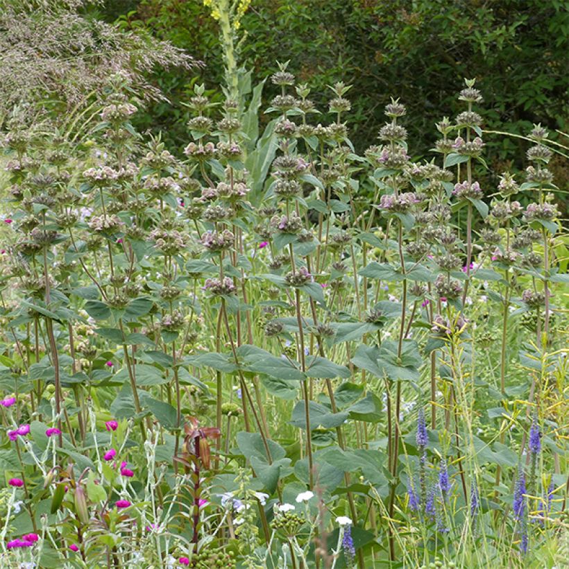 Paloyrti - Phlomis samia (Kasvutapa)