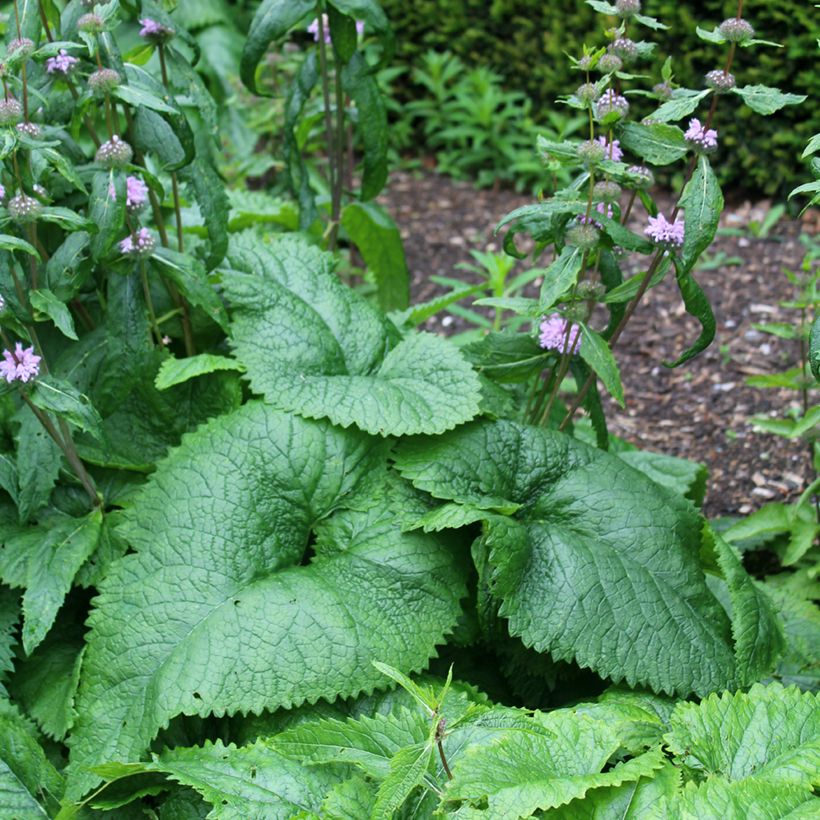 Mukulapaloyrtti Amazone (Lehvistö)