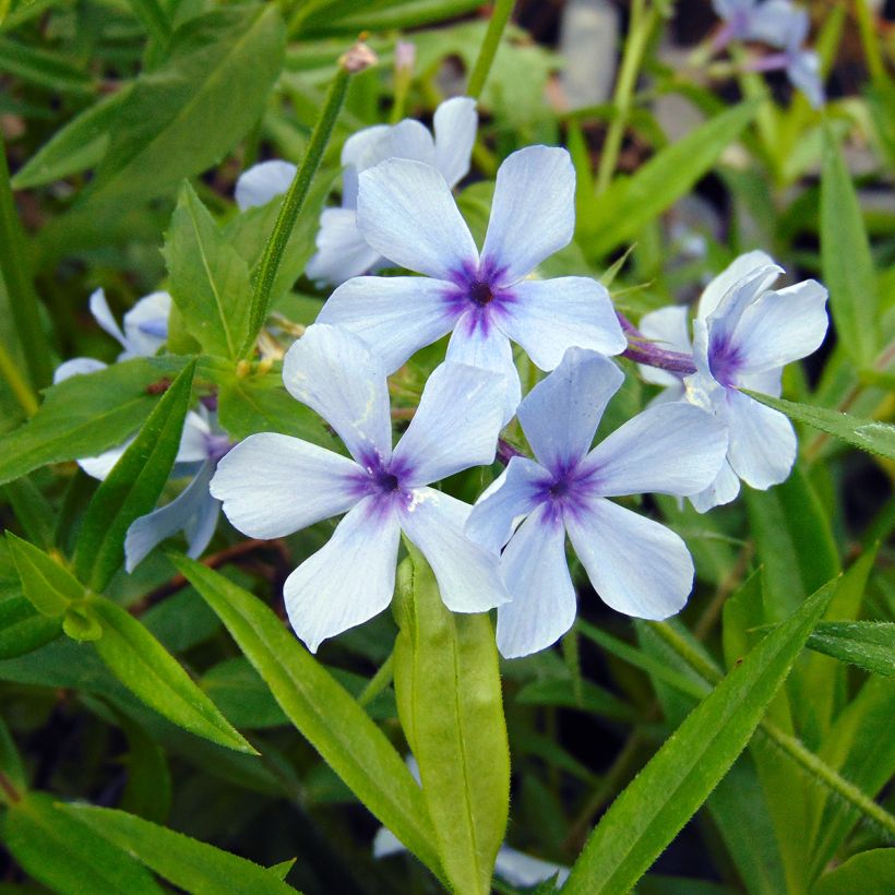 Sinileimu Chattahoochee (Kukinta)