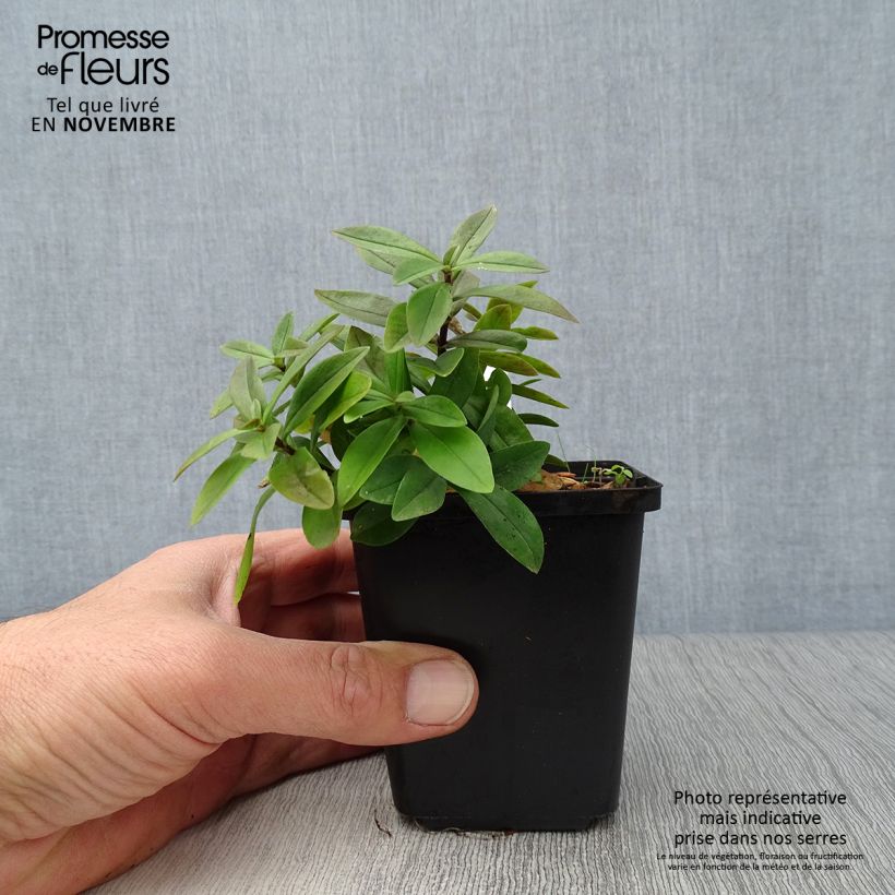 Esimerkki syksyllä toimitetusta Sinileimu Chattahoochee 8/9 cm taimiruukku-taimesta