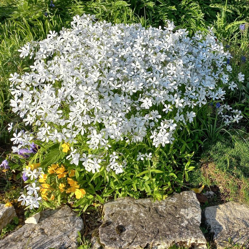 Sinileimu White Perfume (Kasvutapa)