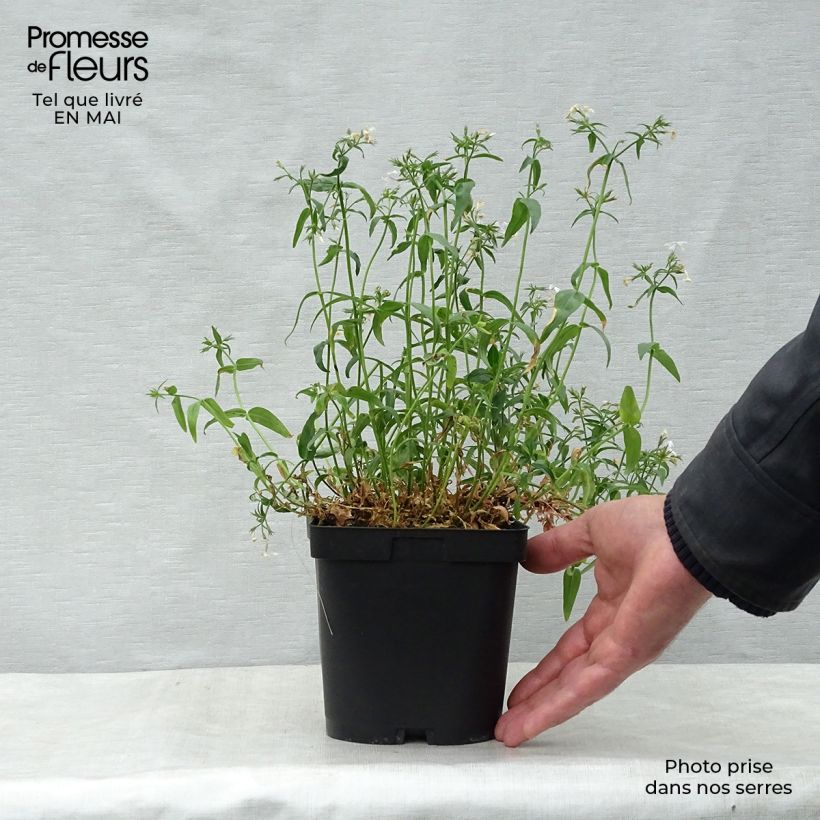 Esimerkki keväällä toimitetusta Sinileimu White Perfume Pot de 2L/3L-taimesta