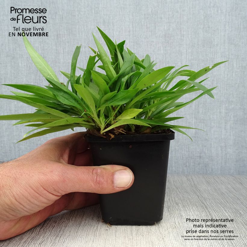 Esimerkki syksyllä toimitetusta Syysleimu Forever Pink 8/9 cm taimiruukku-taimesta