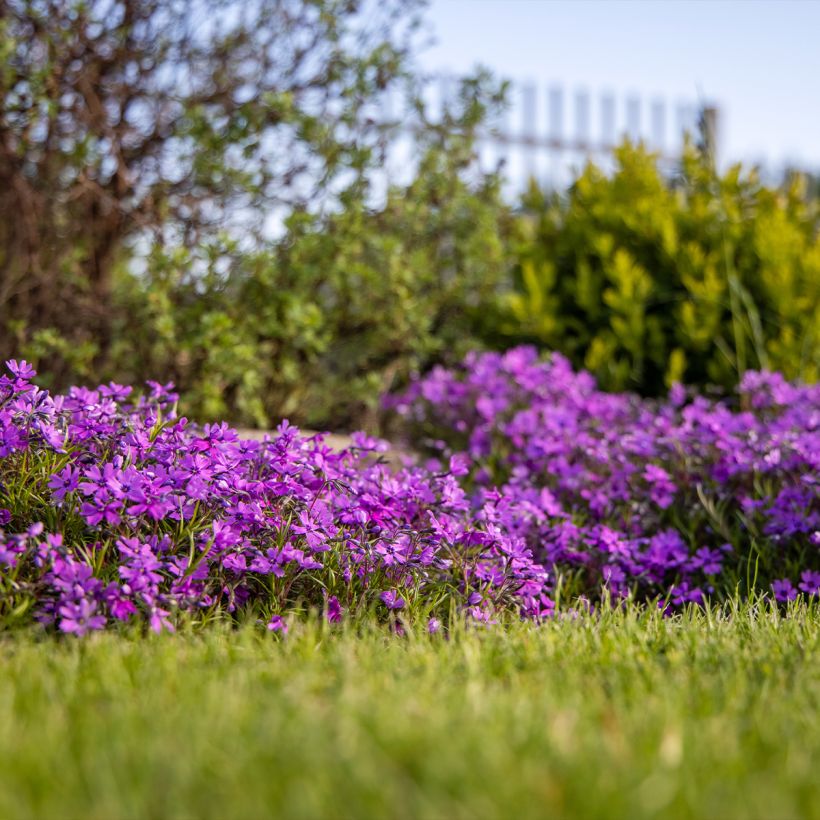 Sammalleimu Atropurpurea (Kasvutapa)