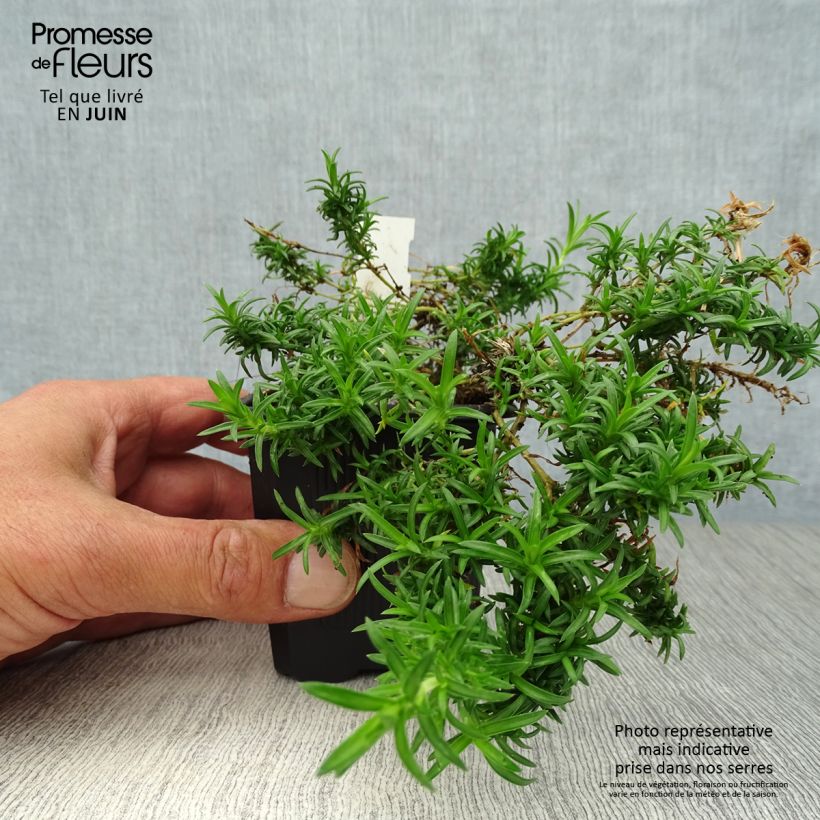 Esimerkki kesällä toimitetusta Sammalleimu White Delight Godet de 8/9 cm-taimesta