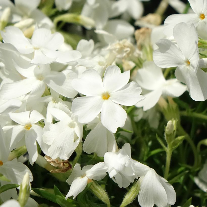 Sammalleimu White Delight (Kukinta)