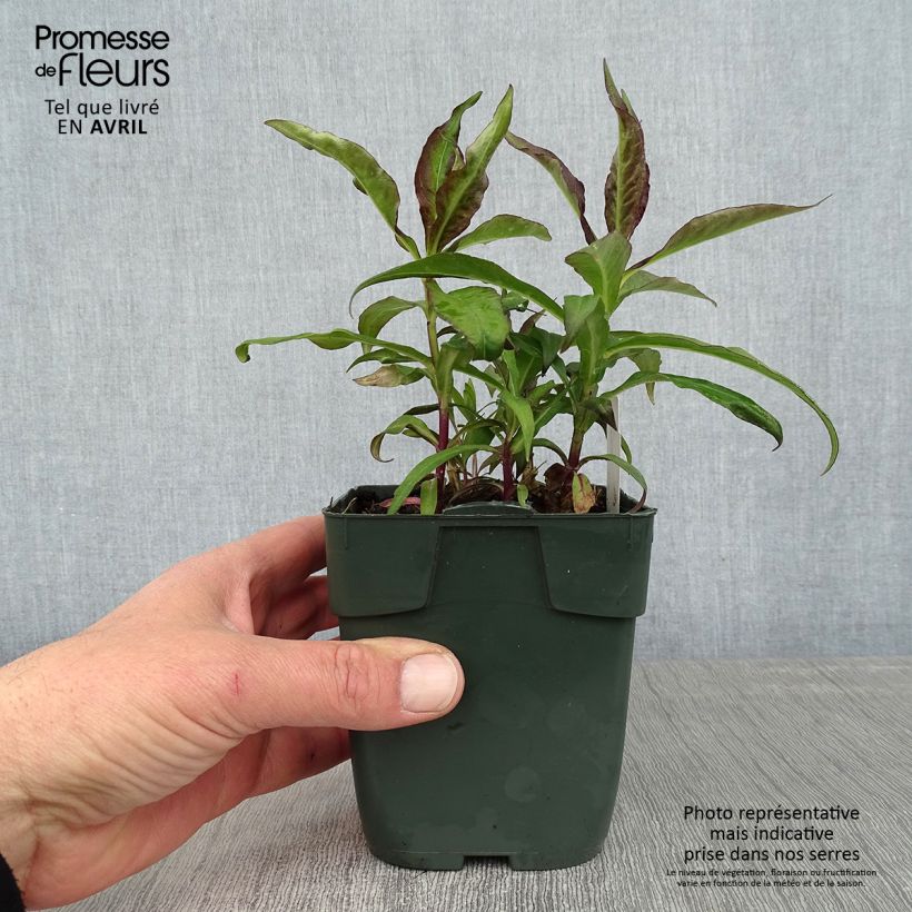 Esimerkki keväällä toimitetusta Syysleimu Bambini Desire Godet de 8/9 cm-taimesta