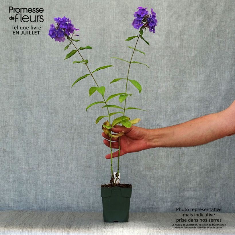 Esimerkki kesällä toimitetusta Syysleimu Blue Paradise Taimiruukku 8/9 cm-taimesta