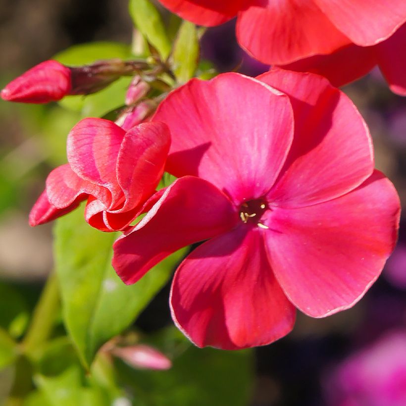 Syysleimu Famous Cerise (Kukinta)