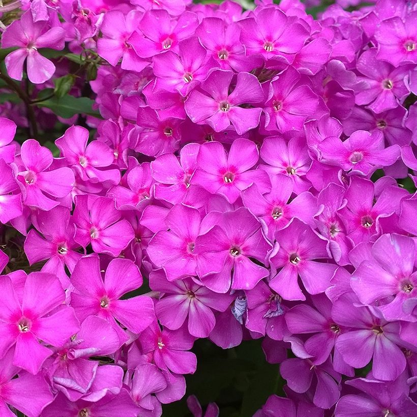 Syysleimu Famous Purple (Kukinta)