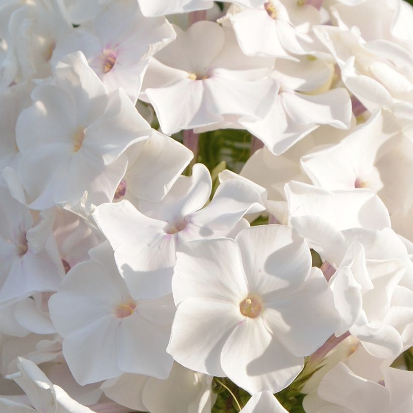 Syysleimu Famous White (Kukinta)