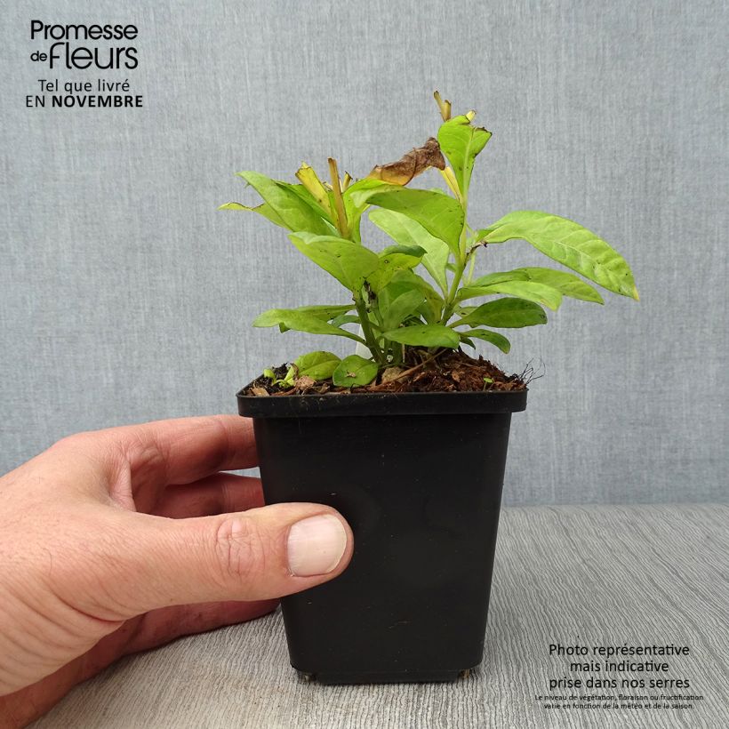 Esimerkki syksyllä toimitetusta Syysleimu Fujiyama 8/9 cm taimiruukku-taimesta