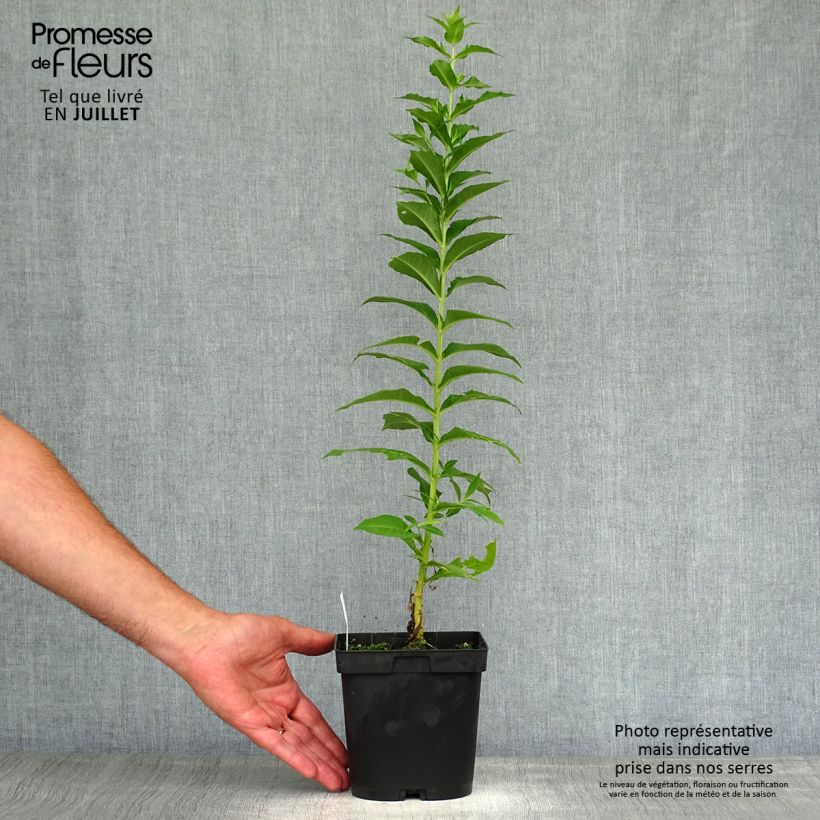 Esimerkki kesällä toimitetusta Syysleimu Fujiyama Pot de 2L/3L-taimesta
