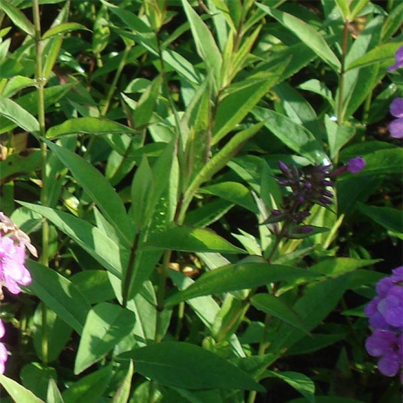 Syysleimu Hesperis (Lehvistö)