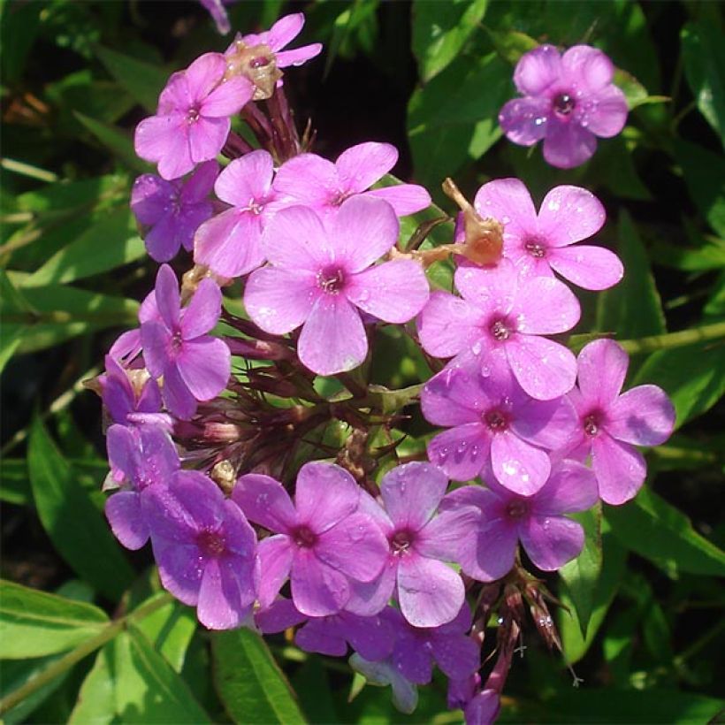 Syysleimu Hesperis (Kukinta)