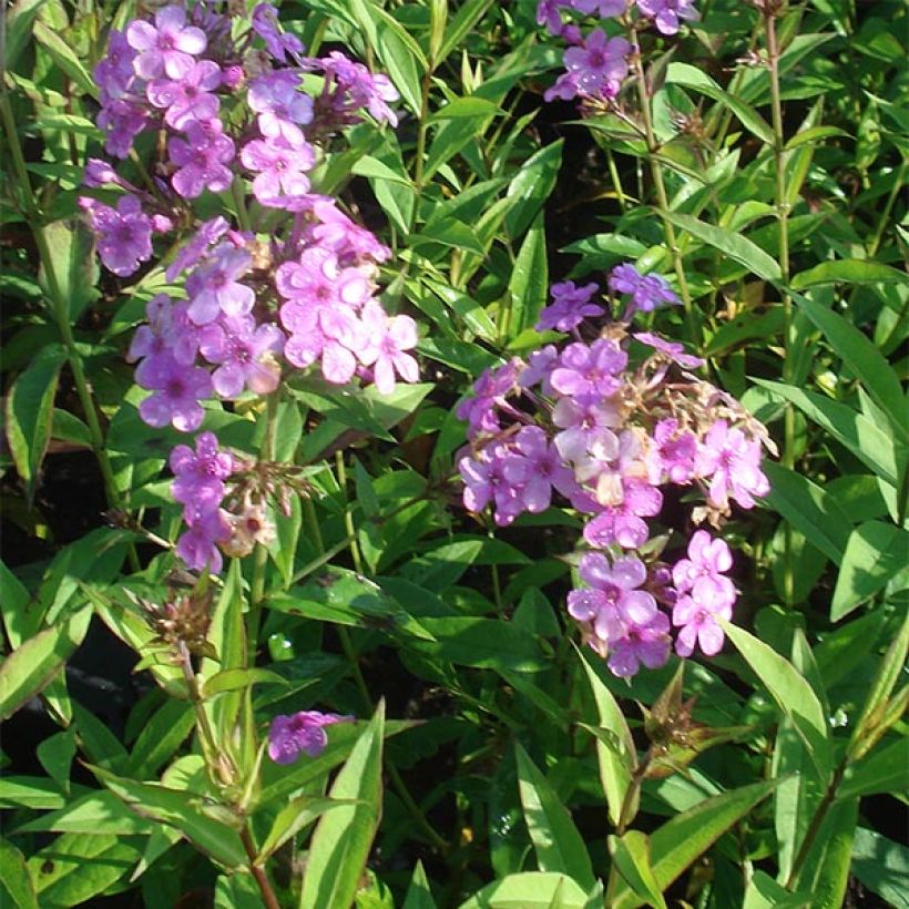 Syysleimu Hesperis (Kasvutapa)