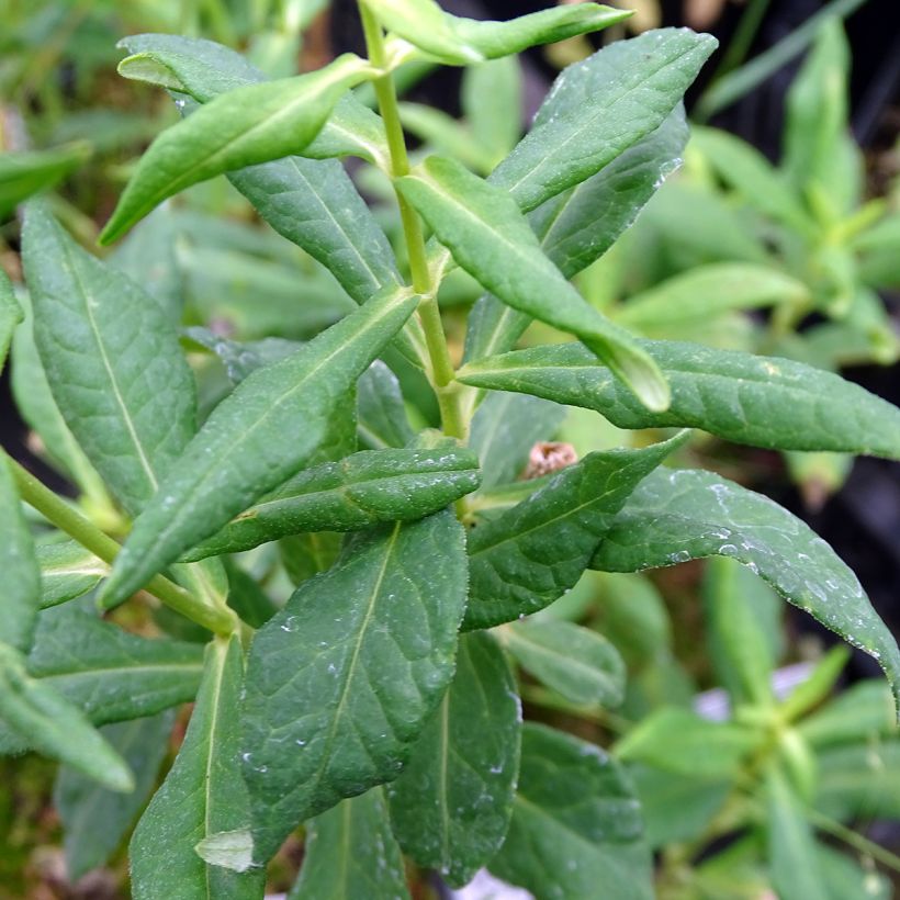 Syysleimu Jade (Lehvistö)