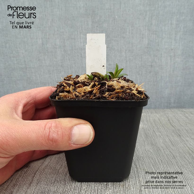 Esimerkki talvella toimitetusta Syysleimu Lilac Times 8/9 cm taimiruukku-taimesta