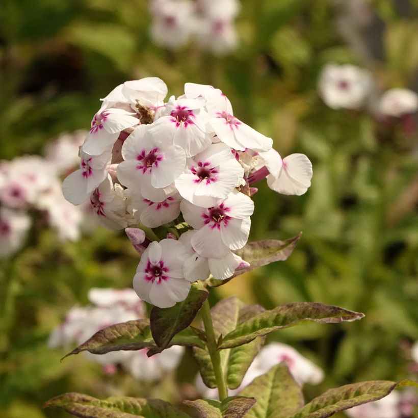 Syysleimu Mike's Favourite (Flowering)