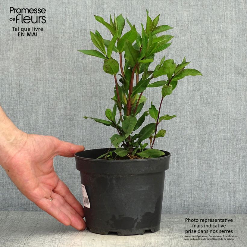 Esimerkki keväällä toimitetusta Syysleimu Orange Perfection Pot de 2L/3L-taimesta