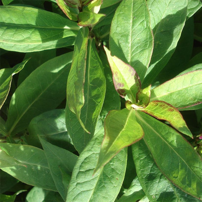 Syysleimu Peppermint Twist (Lehvistö)