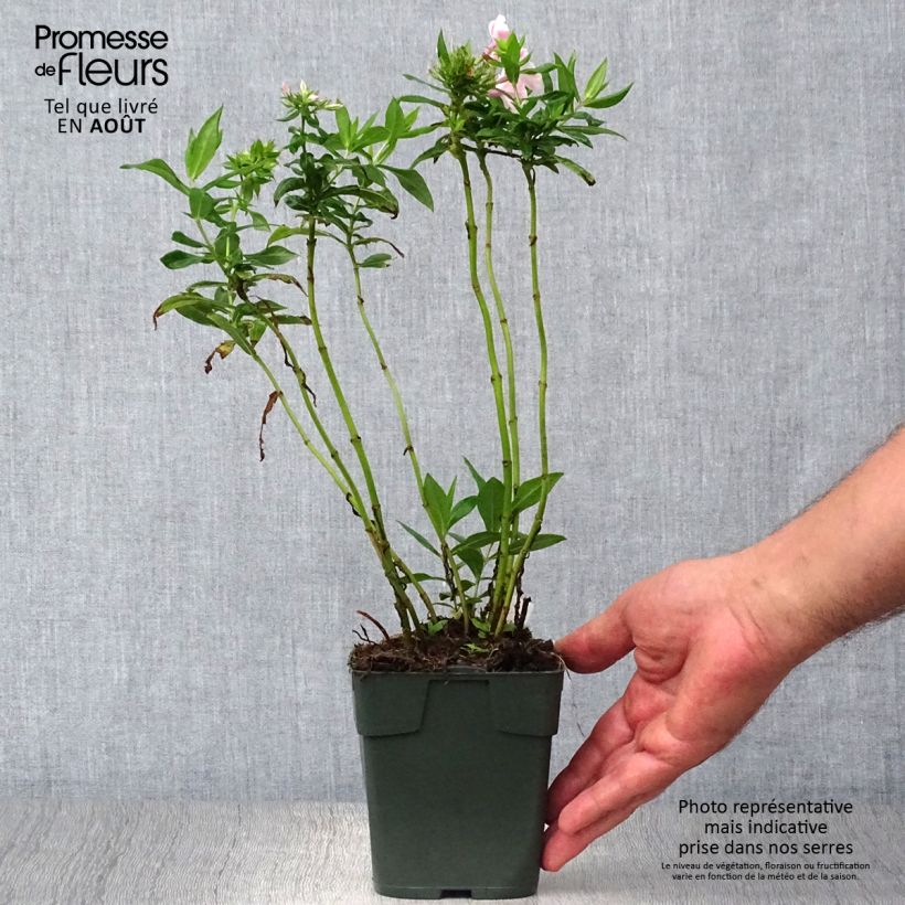 Esimerkki kesällä toimitetusta Syysleimu Peppermint Twist Godet de 8/9 cm-taimesta