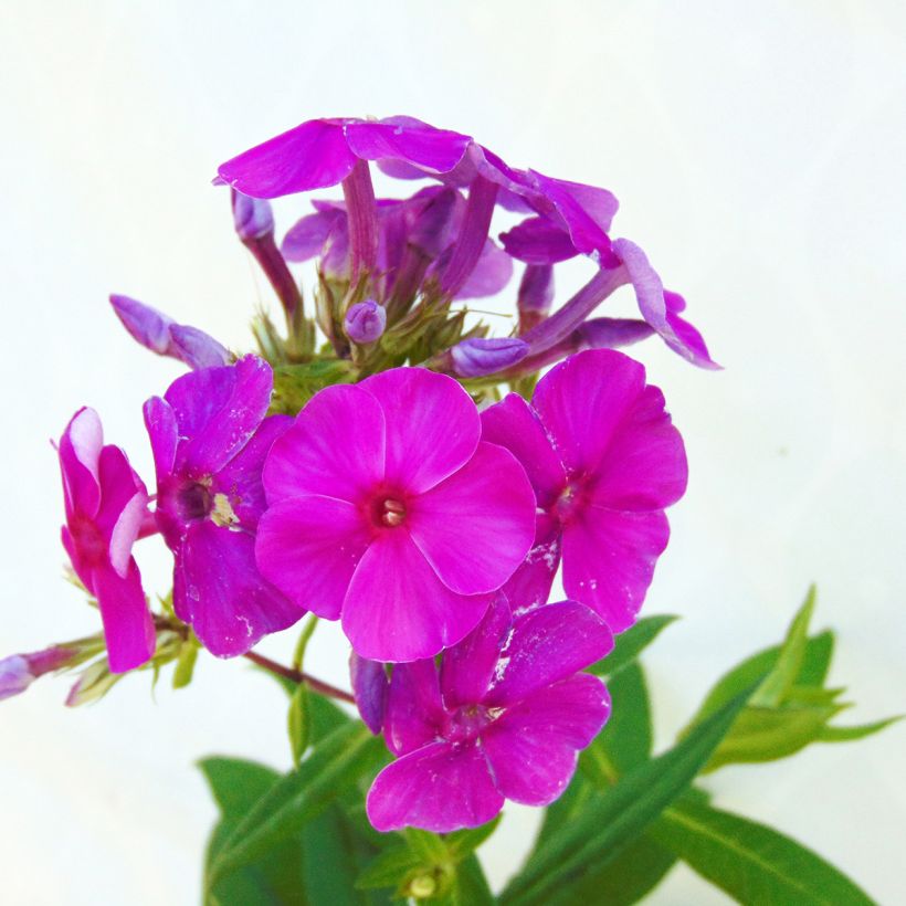 Syysleimu Purple Flame (Kukinta)