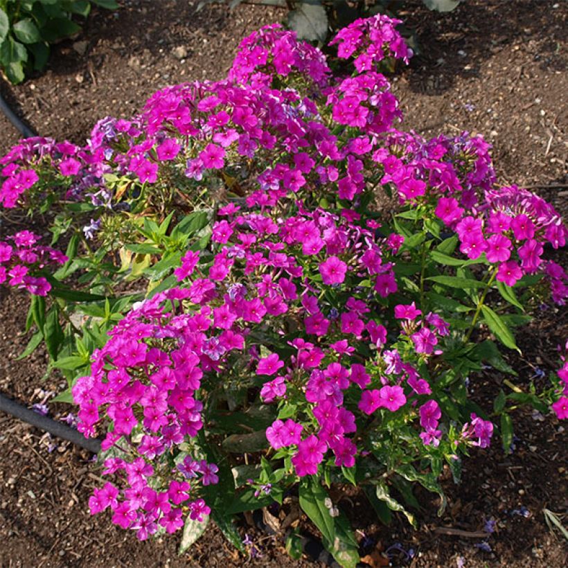 Syysleimu Purple Flame (Kasvutapa)